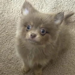Only one pup left!