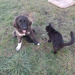 4.5 month AKC Caucasian Ovcharka working line LGD