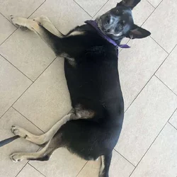 Large Breed Mix needs new Home