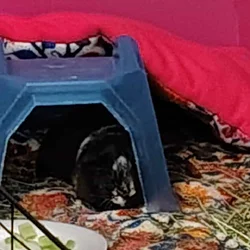 Female guinea pig rehoming - Fayetteville NC