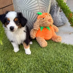 Toy Australain Shepherd puppies available