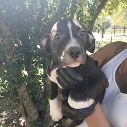 Athena, American Pit Bull Terrier Puppy