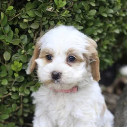 Ruby, a cockapoo puppy born on 9.15.25
