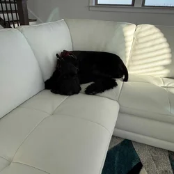 Giant Schnauzer pure breed -