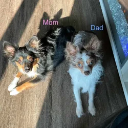 Toy Aussie Chihuahua puppies
