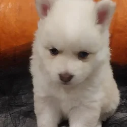 Beautiful Foxy Pomsky Puppies