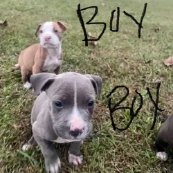 6week pitbull puppies