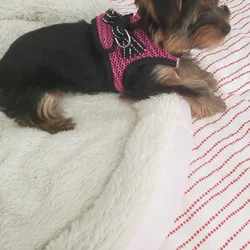 Teacup Yorkie (Male)