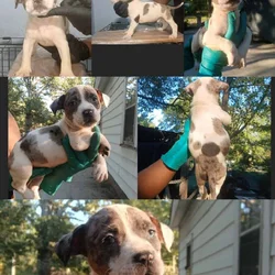 Pie Merle bully pup