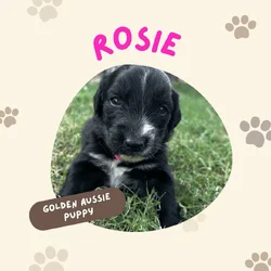 Golden Aussie (hot pink)