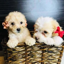 Maltipooos puppies