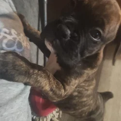 Boxer babies