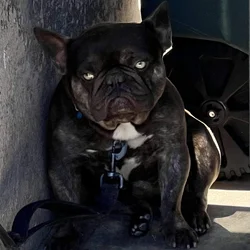 Rehoming French Bulldog