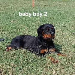 AKC registered German Rottweiller