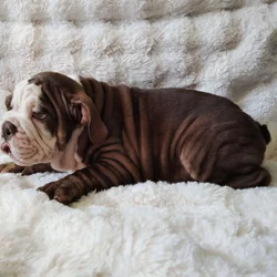 English Bulldog