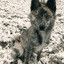 Beautiful Adult Male Husky Pomeranian Mix