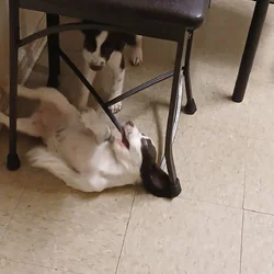 Puppies