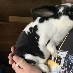 Mini rex female for sale