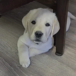 English labrador puppies.