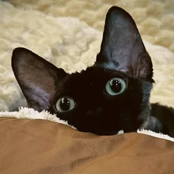 Purebred Black Devon Rex – $1300