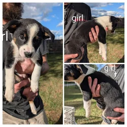 Texas heeler puppies