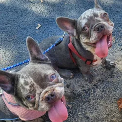 Akc Registered Lilac Merle French Bulldog Males