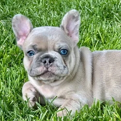 Frenchie