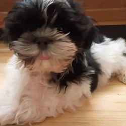 Looking for a forever home for my Shih Tzu