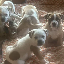 Pocket American Bully Mix Puppies