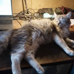 6 MO. OLD CAT NEEDS RE-HOMING