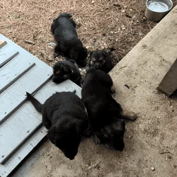 GERMAN SHEPHERD PUPS