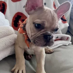 French Bulldog Puppy 🐾