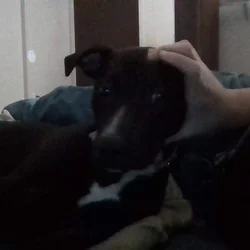 free dog to good home