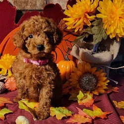 Poodle Puppies