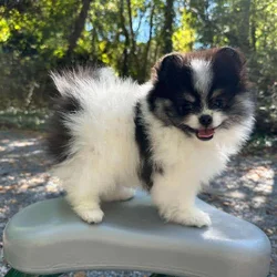 Adorable Pomeranian Boy Available !