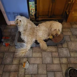 Bonded pair. Brother and sister.