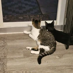 Rehoming 2 - 5 month old kittens