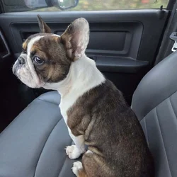 10 month old female frenchie