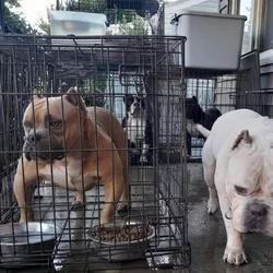 Pocket Bully
