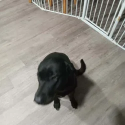 Loving Lab