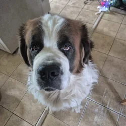 Saint Bernard 3 years old