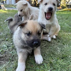 Shepsky puppy
