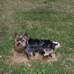 Miniature Yorkshire Terrier