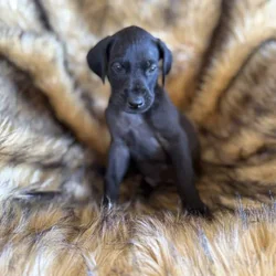 Great Dane Pups