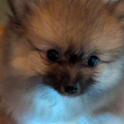 Pom baby