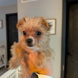 Female Blonde Yorkie