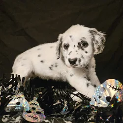 Dalmatian puppies