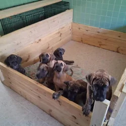 GREAT DANES