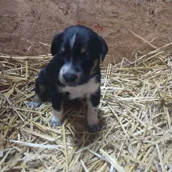 Puppies for sale!