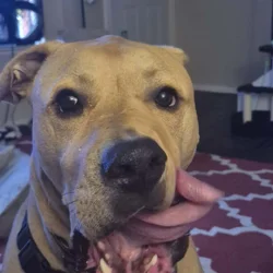 Sweet Enzo